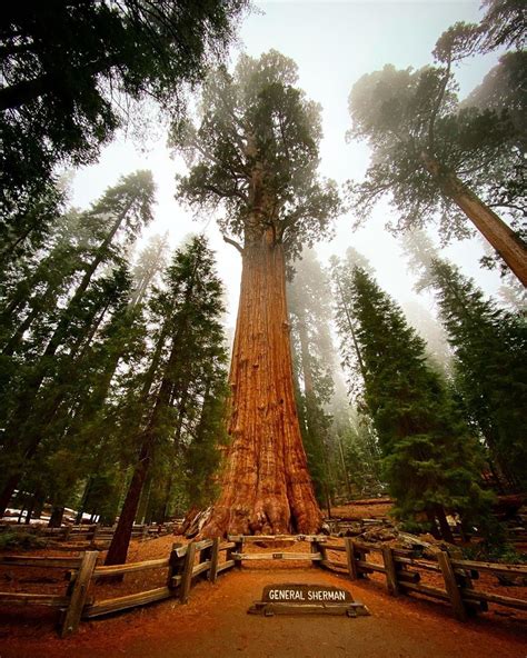 Destinations2020 On Instagram Largest Tree In The World General