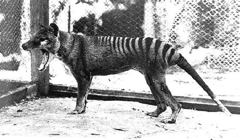 Watch Last Known Footage Of Extinct Tasmanian Tiger From That Was