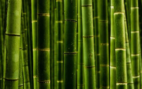 Nature Bamboo Wallpaper X