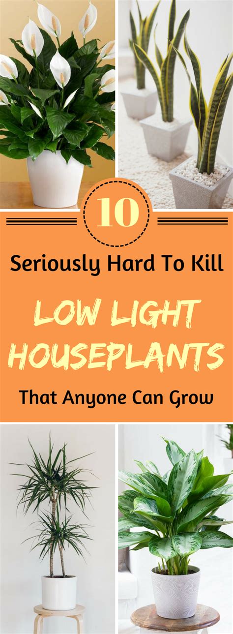 10 Low Light Houseplants You Wont Be Able To Kill