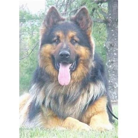 German shepherd man operates his kennel as a passionate hobby. Ayers Long Coat German Shepherds, German Shepherd Dog ...