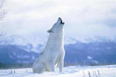 22 Arctic Wolf Hd Wallpapers Background Images Wallpaper Abyss