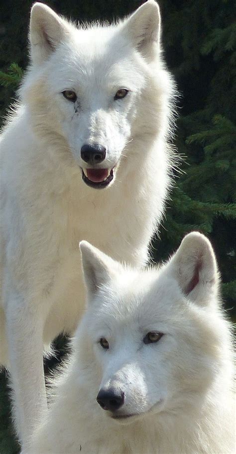 About Wild Animals Cute White Wolves Wolf Dog Animals Wild Wolf