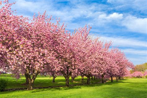 10 Interesting Facts About Cherry Blossoms You Didnt Know Cherry