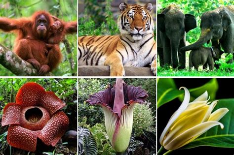 Mengenal Jenis Flora Dan Fauna Endemik Pulau Sumatera – Flora dan Fauna