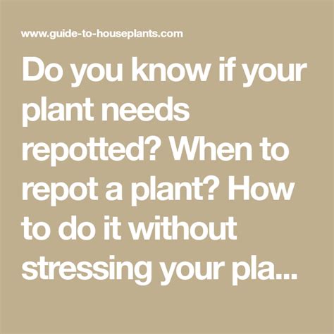 Most cacti have sharp spines, so it's important to wear repot the cactus to its original depth and gently firm in the compost. Repotting House Plants: When, Why, and How-tos | House ...