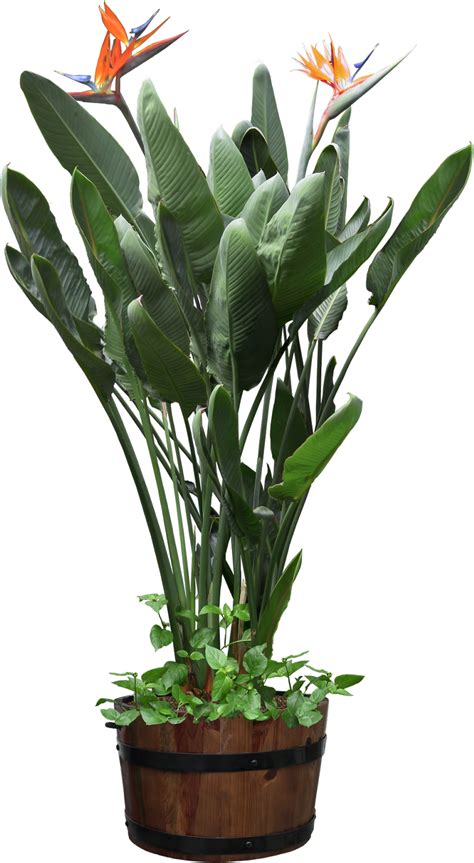 Heliconia Plant PNG