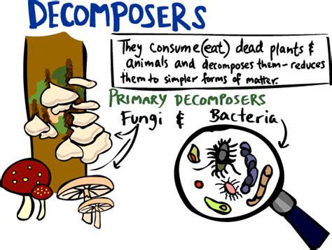 Food web lesson for kids: Decomposers - Dauntaingabriellefall2013