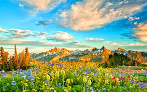 Flowers In Spring Mountains Wallpaper And Background Image 1680x1050
