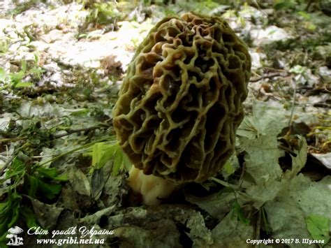 Світ грибів України Morchella Esculenta Зморшок їстівний