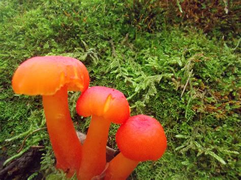 A Fun Fungus Found While Walking In Massachusetts Fungi Massachusetts