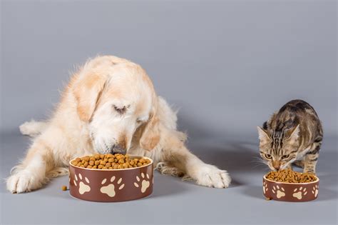Here's why cats can't eat dog food: Can Dogs Eat Cat Food?