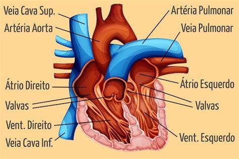 Resumo Completo Sobre O Sistema Cardiovascular Tua Saúde