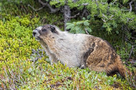 Marmot | The Canadian Encyclopedia