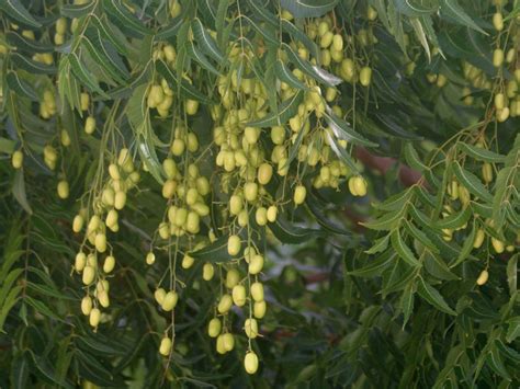 Check spelling or type a new query. The Green Sanctuary: Health benefits of Neem