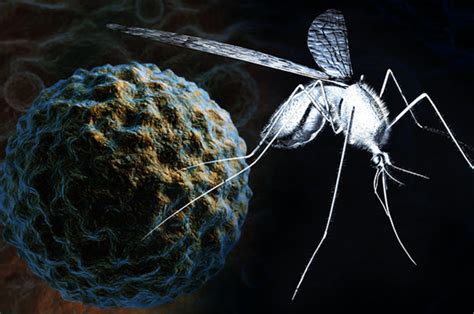 West Nile Virus Deadly Mosquito Infection On The Rise In Europe