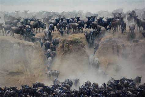 Tanzania The Great Migration