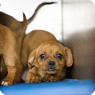 All donations can be made directly by sending check or money order to tina pondy am i aata rescue 971 scotts ferry trail, appling ga 30802. Marietta, GA - Chihuahua. Meet Small breed puppies a Pet ...