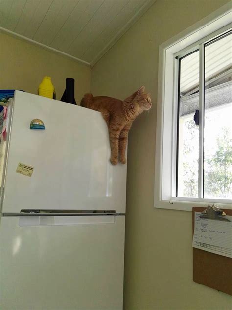 Maybe you would like to learn more about one of these? Cat's Cradle Boarding Cattery - Gallery