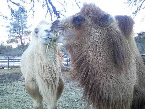 4.7 out of 5 stars 445. Camel &: Yearling Bactrian Camels for Sale (photos)