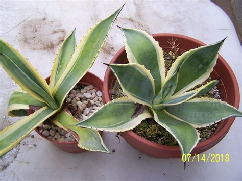 Cactus plants and succulents are the perfect choice if you're looking for indoor plants that almost look after themselves. Cactus and Succulents forum→Show off your Agave pictures ...