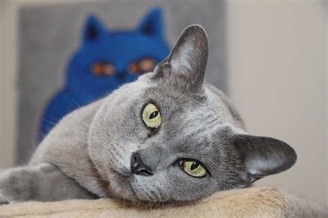 Burmese cats lived for centuries in burma, thailand and malaya. Burmese Cat Pictures and Information - Cat-Breeds.com