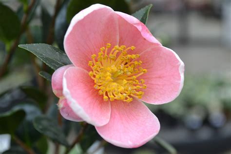 The Outlaw Gardener Is Your Camellia Sasanqua All Wet