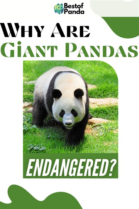 Why Are Giant Pandas Endangered Solved Artofit
