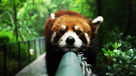 Cute Red Panda Wallpaper 6785168