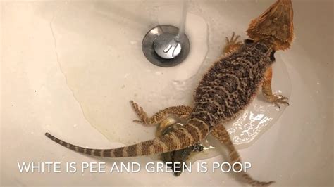 Bearded Dragon Poop Colors Types And Meaning