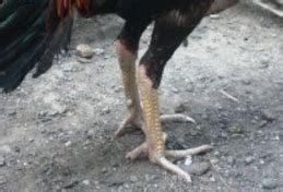 Sabung ayam filipina adalah sabung ayam pisau yang artinya setiap ayam yang bertarung dalam arena telah dalam sabung ayam filipin ada menggunkan beberapa jenis ayam untuk bertarung. Gambar Kaki Ayam Bangkok Aduan Asli | Gambar Foto Ayam Bangkok Asli, Ayam Aduan, Vietnam, Filipin