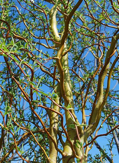 Buy Golden Weeping Willow Tree Online From Uk Supplier Of Garden