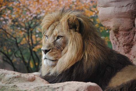 » animals wallpapers and backgrounds. Wild Lion 4k, HD Animals, 4k Wallpapers, Images ...