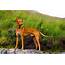 Pharaoh Hound  Dog Breeds Facts Advice & Pictures Mypetzilla UK