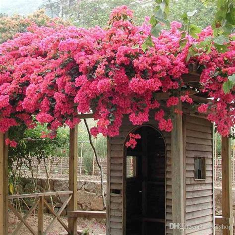 The bougainvillea gets a sea of beautiful coloured flowers. 2019 20/Pcs Outdoor Potted Bougainvillea Vines Climbing ...