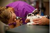 Photos of Veterinary Clinic For Rabbits