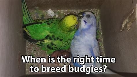 When Are Budgies Ready To Breed Breeding Condition YouTube