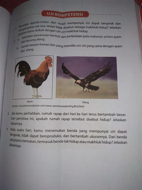 Check spelling or type a new query. Sketsa Gambar Hewan Burung Elang - Gambar Hewan