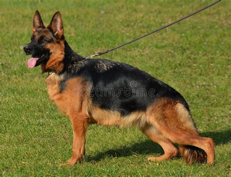 German Shepherd Adult Female Stock Photo Image Of Quality Male