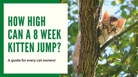 How High Can A 8 Week Kitten Jump Higher Than Youd Expect Mi Cat Guide