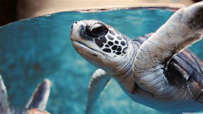 Turtle Sea Underwater 4k Desktop Wallpapers Widescreen