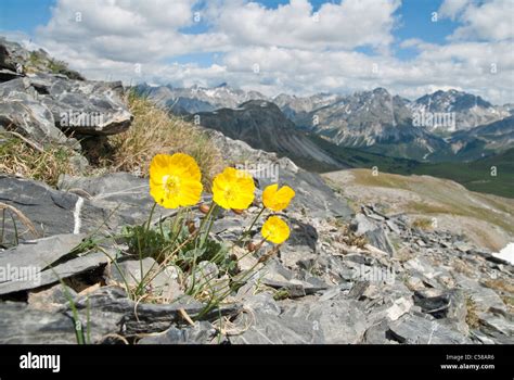 Alpine Flower Mountain Flower Mountains Mountain Spring Biosfera