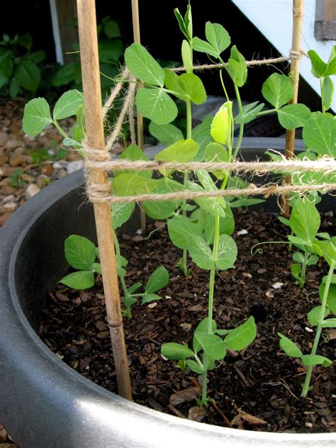 I really have been enjoying these. Sugar Snap Peas & Bamboo Teepees