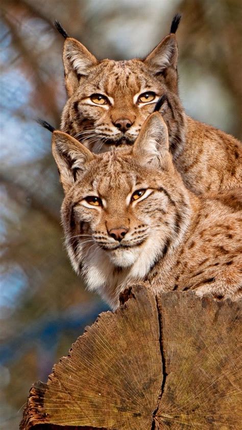 17 Best Images About Lynx Love On Pinterest Ghost Cat Cute Animal
