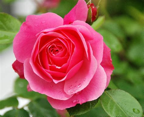 When You Look After Your Garden Everything Tends to Come u… | Flickr