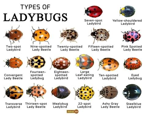Ladybug Beetles — The Butterfly Babe