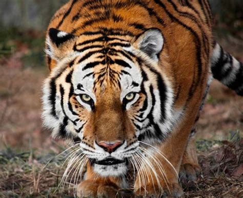 Here, i will explain the 10 most important cryptocurrencies. KS1 Living Things | Habitats of Well-Known Animals