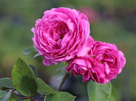 Buy louise odier from david austin with a 5 year guarantee and expert aftercare. Historische Rose 'Louise Odier' - Schönste Rosen ...