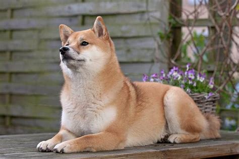 250 Shiba Inu Names The Ultimate List My Dogs Name
