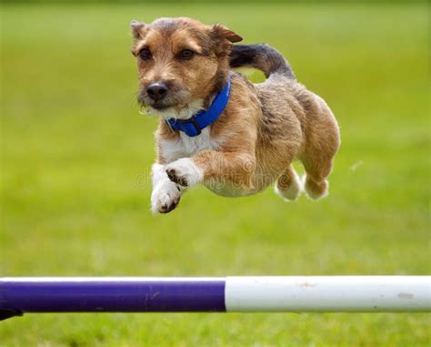 Dog Jumping Stock Image Image Of Domestic Coat Fast 24489069